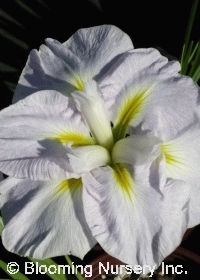 Iris ensata 'Dace'